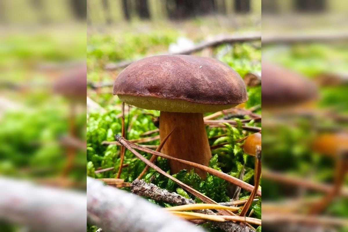 FOTO: Ani na sklonku sezóny hubári neodchádzajú s prázdnou, foto 3