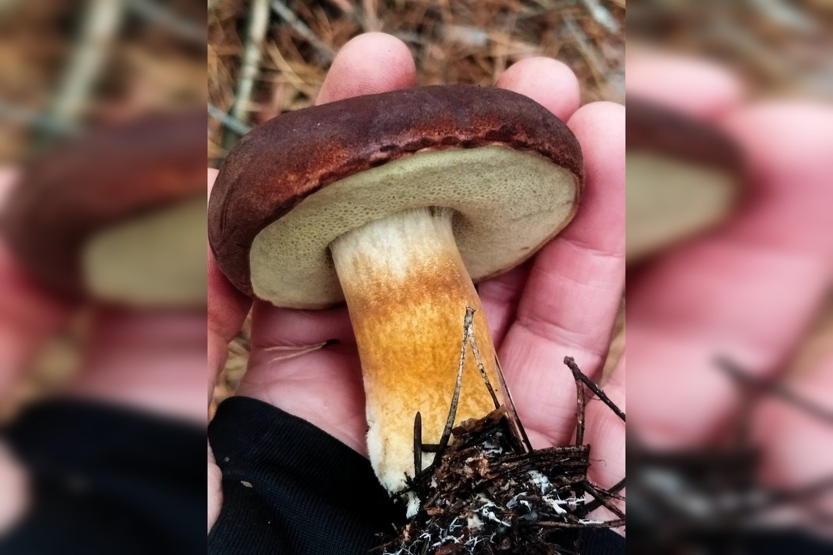 FOTO: Ani na sklonku sezóny hubári neodchádzajú s prázdnou, foto 4