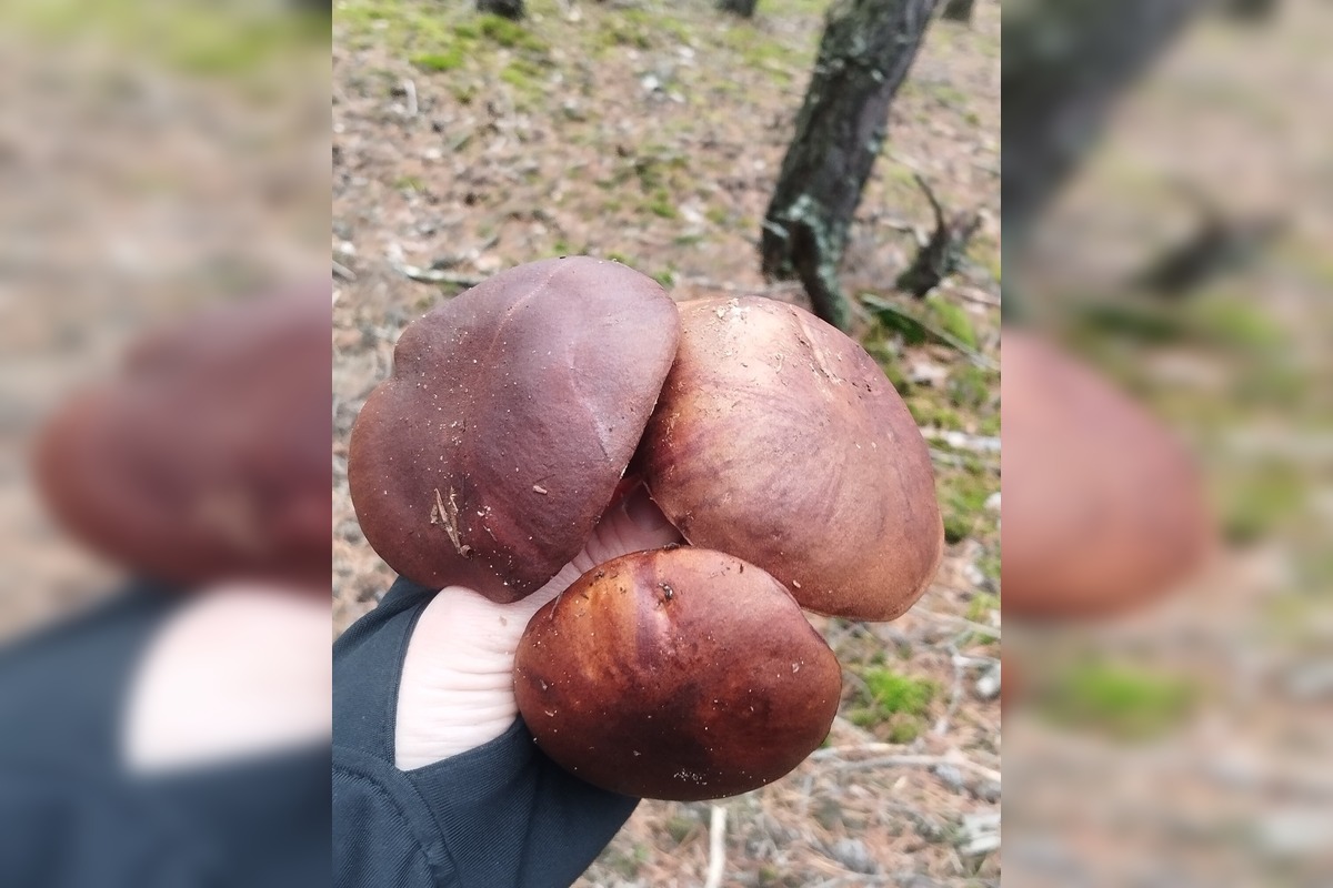 FOTO: Ani na sklonku sezóny hubári neodchádzajú s prázdnou, foto 6