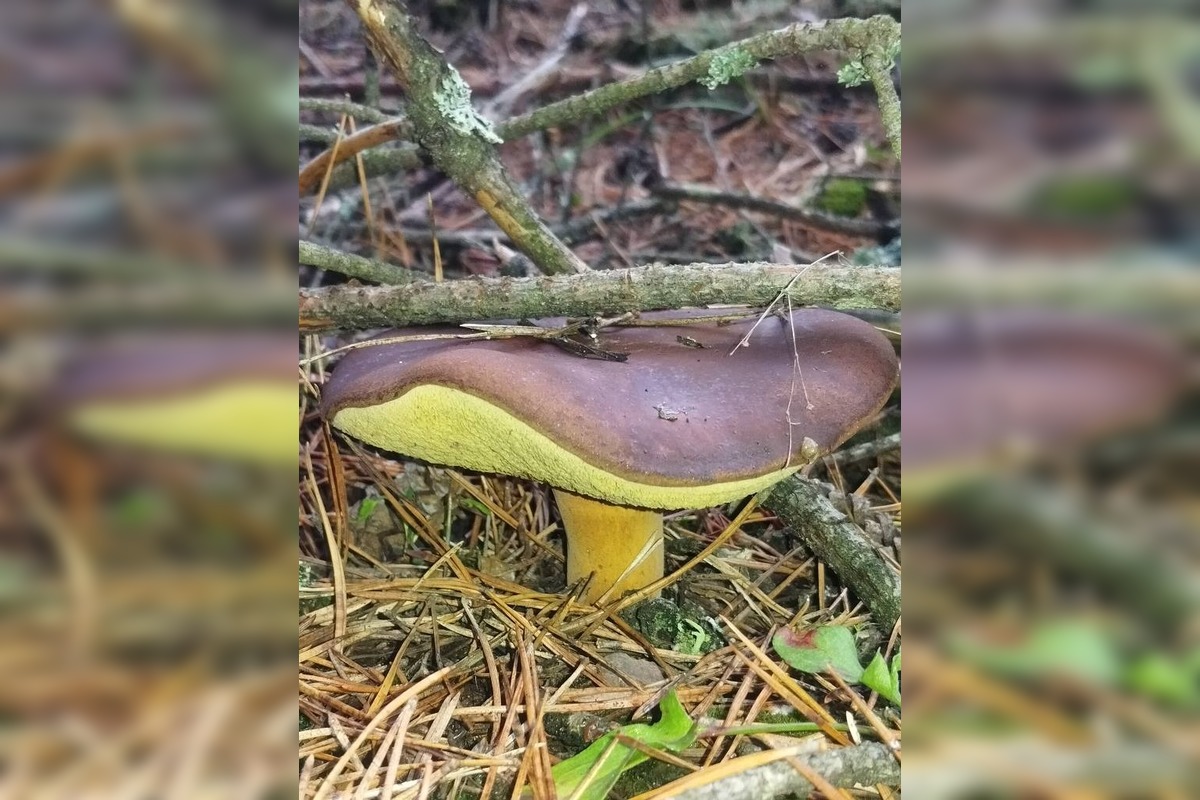 FOTO: Ani na sklonku sezóny hubári neodchádzajú s prázdnou, foto 7