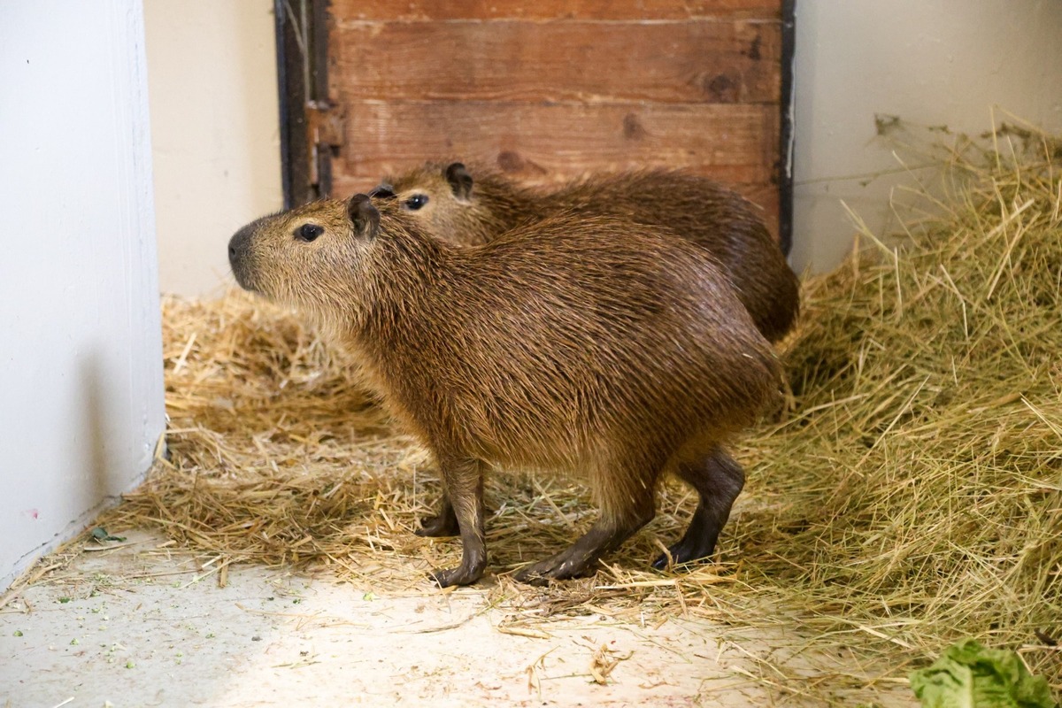 FOTO: Bratislavská Zoo privítala dva nové prírastky, foto 1