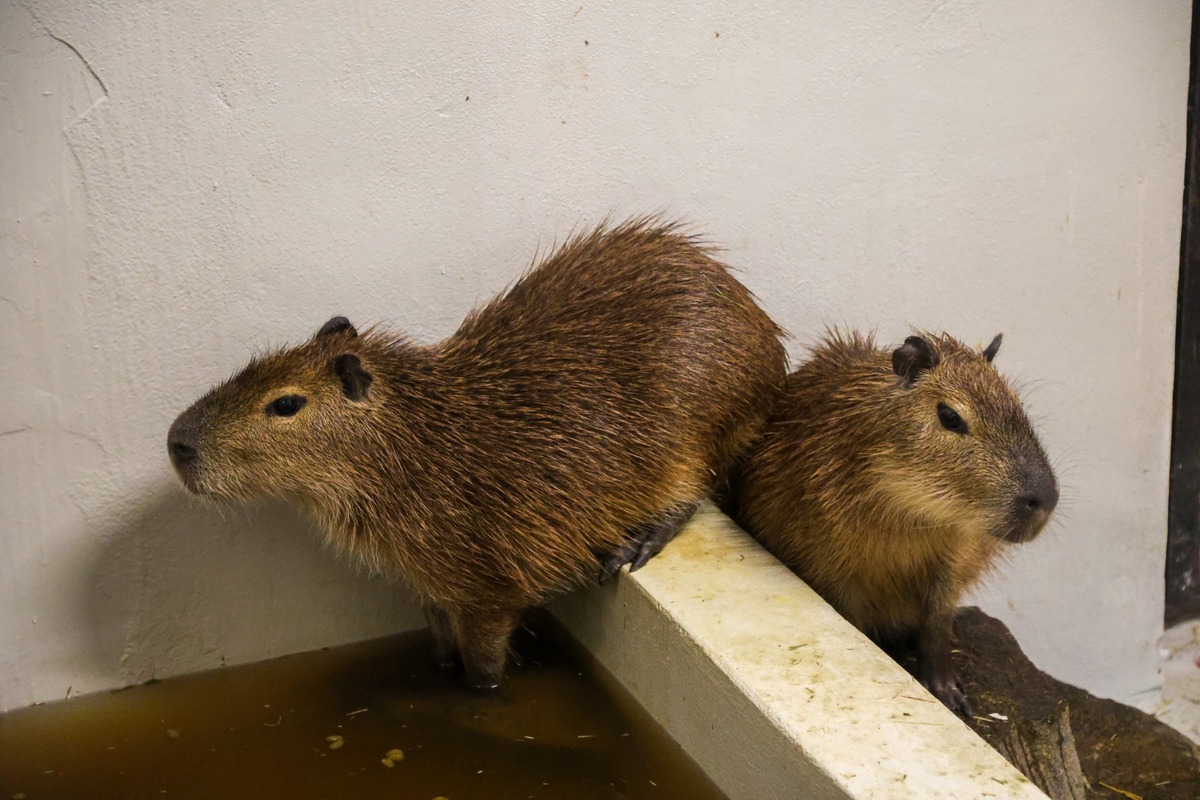 FOTO: Bratislavská Zoo privítala dva nové prírastky, foto 2