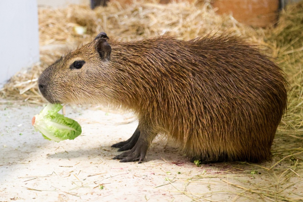 FOTO: Bratislavská Zoo privítala dva nové prírastky, foto 4