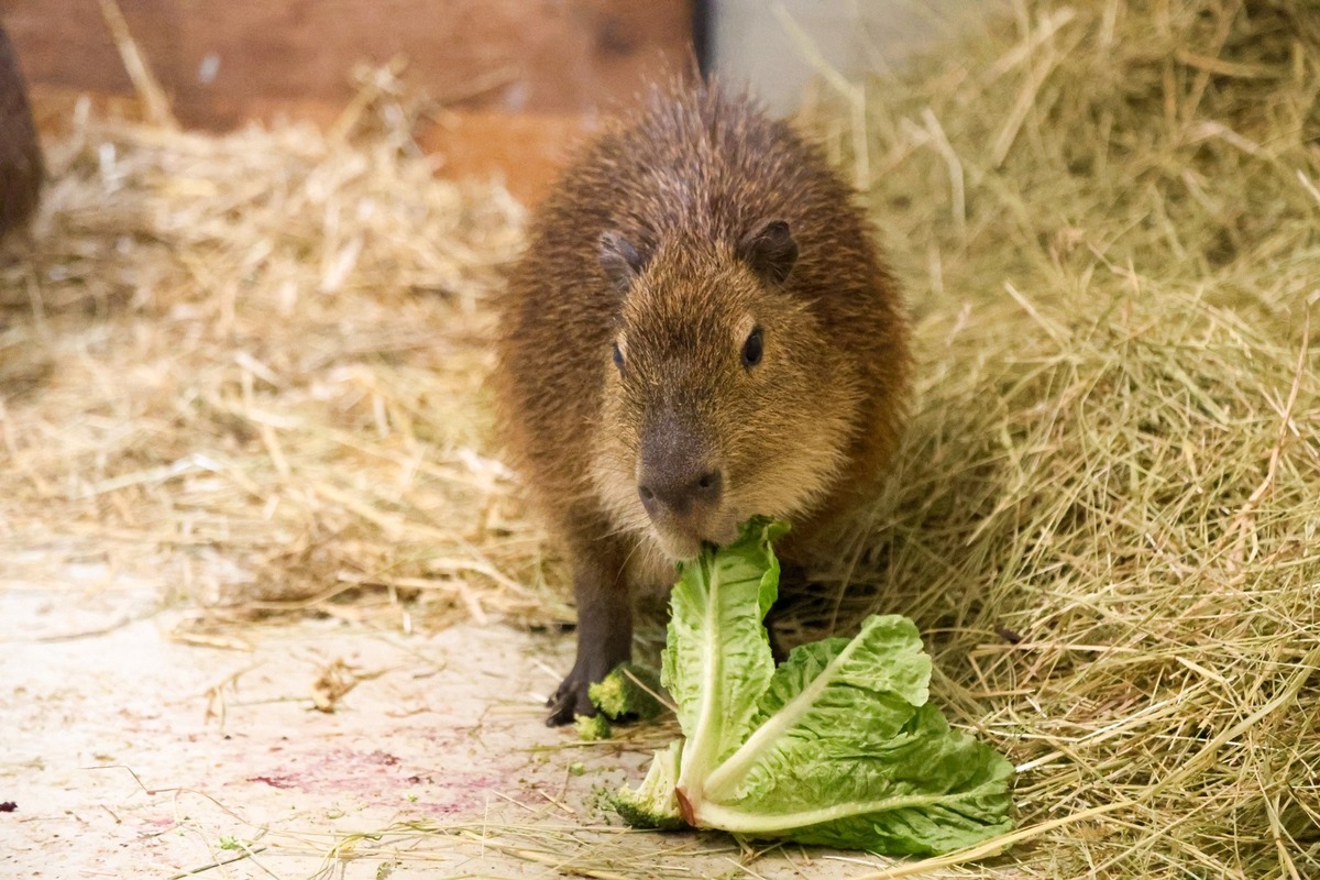 FOTO: Bratislavská Zoo privítala dva nové prírastky, foto 5