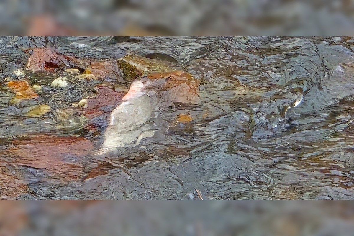 FOTO: Úhyn rýb na Železnej studničke, foto 1