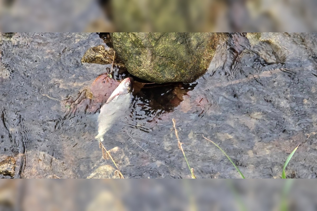 FOTO: Úhyn rýb na Železnej studničke, foto 2