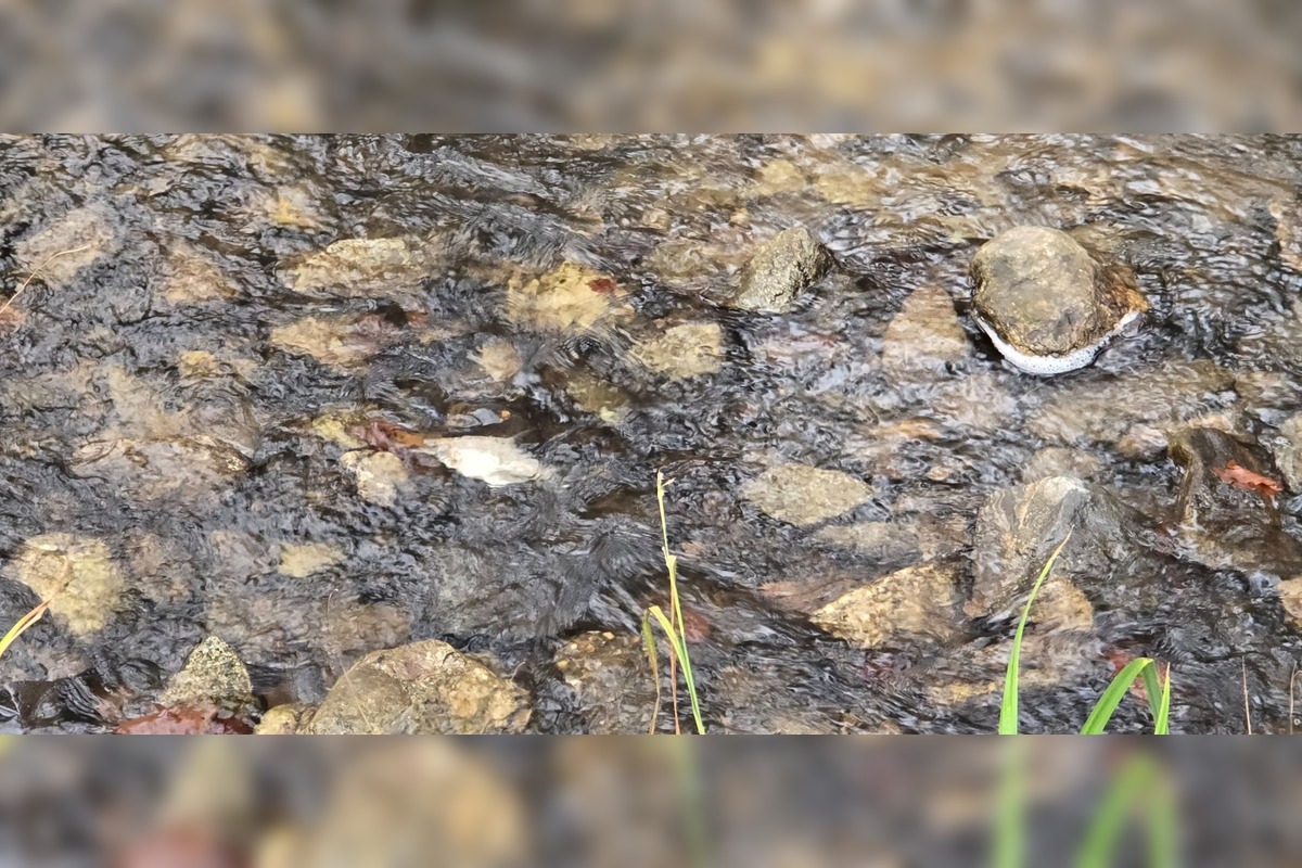 FOTO: Úhyn rýb na Železnej studničke, foto 4