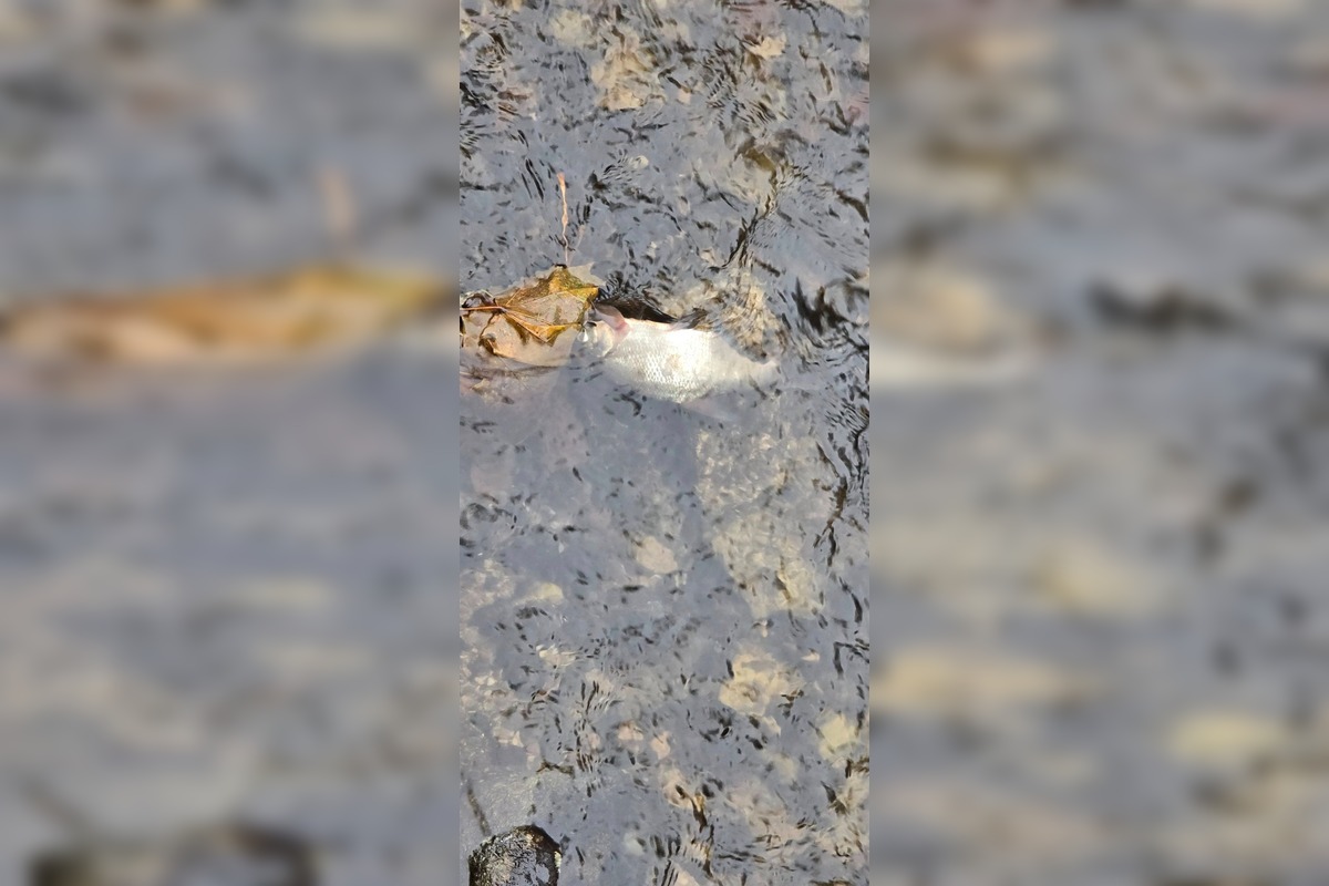 FOTO: Úhyn rýb na Železnej studničke, foto 5