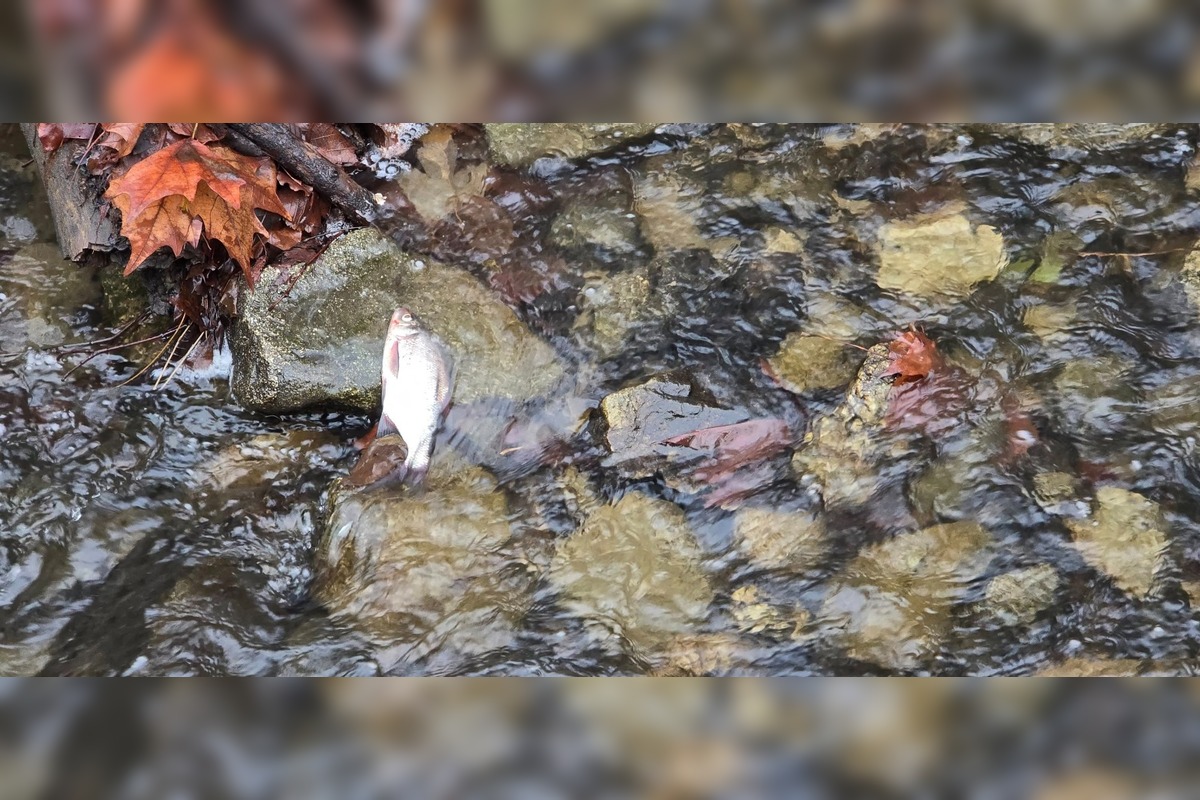 FOTO: Úhyn rýb na Železnej studničke, foto 6