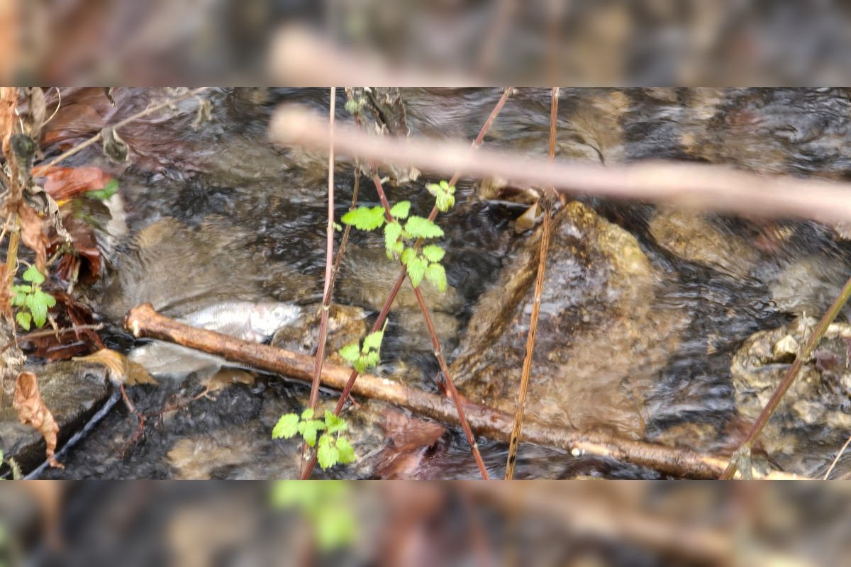 FOTO: Úhyn rýb na Železnej studničke, foto 8
