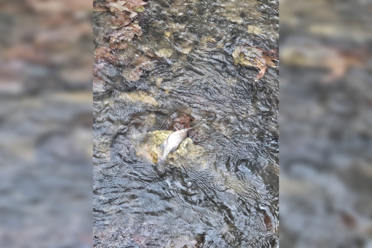 FOTO: Úhyn rýb na Železnej studničke, foto 11