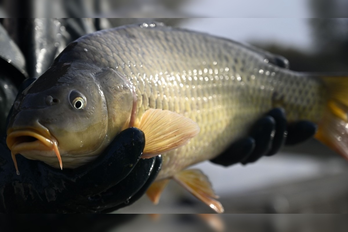 FOTO: Rapero Momo oznámil, že mu na mozgu našli nádor, foto 1