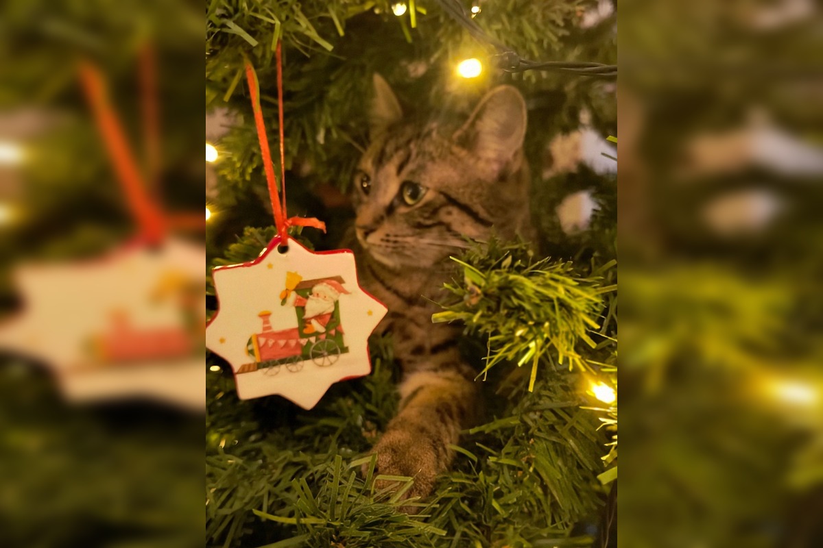FOTO: Vianočný stromček vs. mačky, foto 5