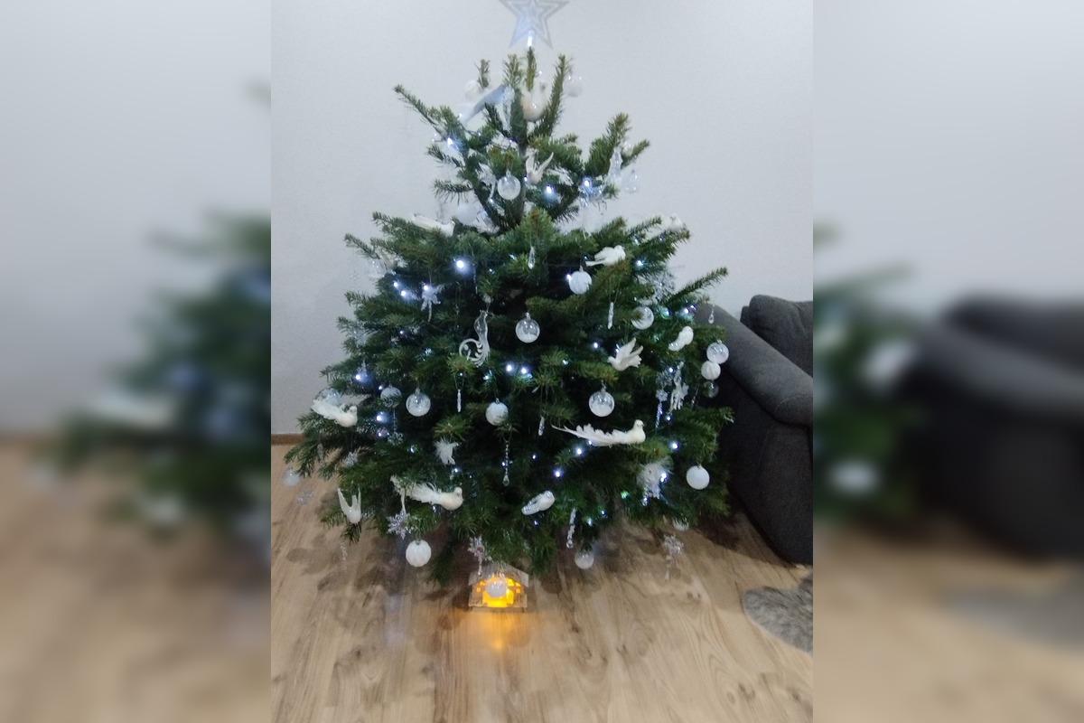 FOTO: Vianočné stromčeky Bratislavčanov, foto 1