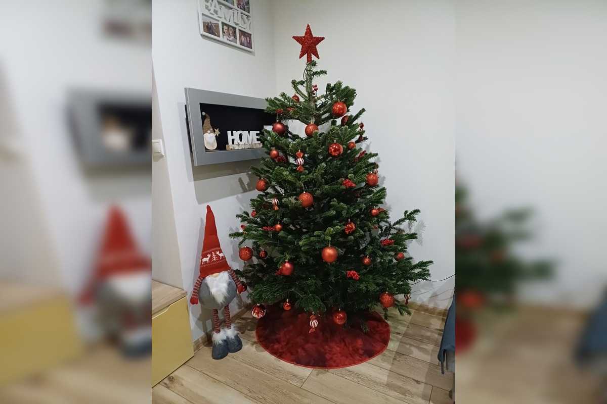 FOTO: Vianočné stromčeky Bratislavčanov, foto 2