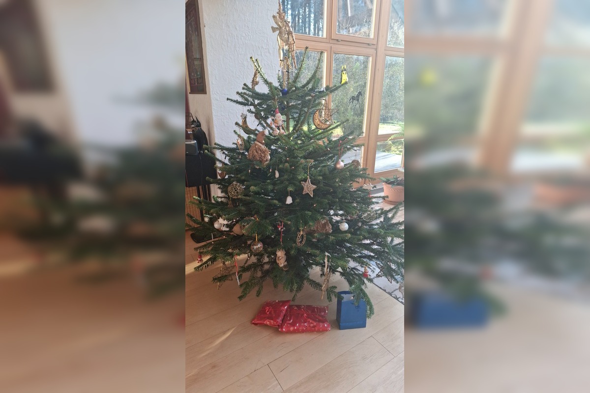 FOTO: Vianočné stromčeky Bratislavčanov, foto 4