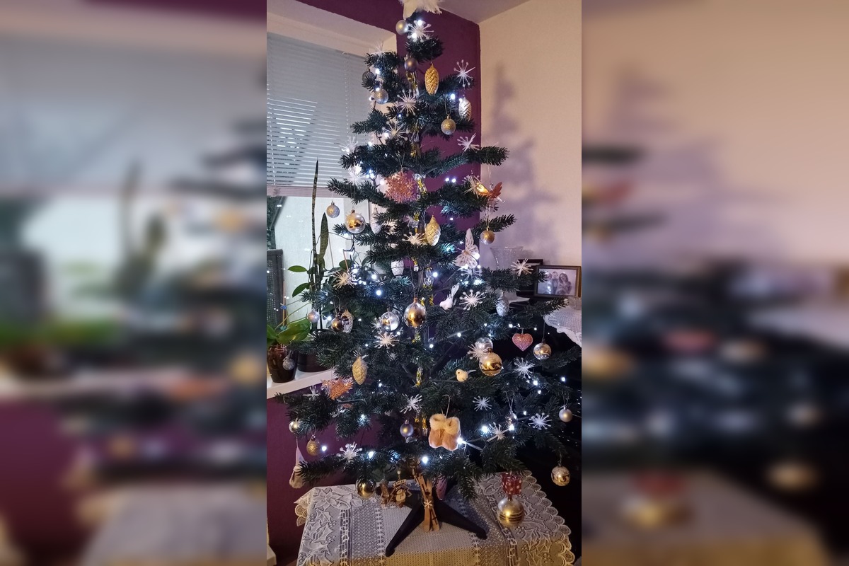 FOTO: Vianočné stromčeky Bratislavčanov, foto 5