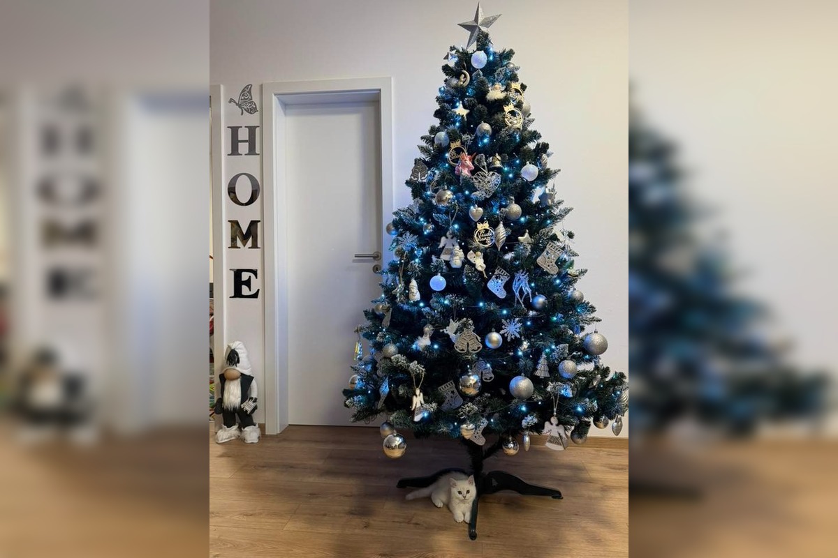 FOTO: Vianočné stromčeky Bratislavčanov, foto 7