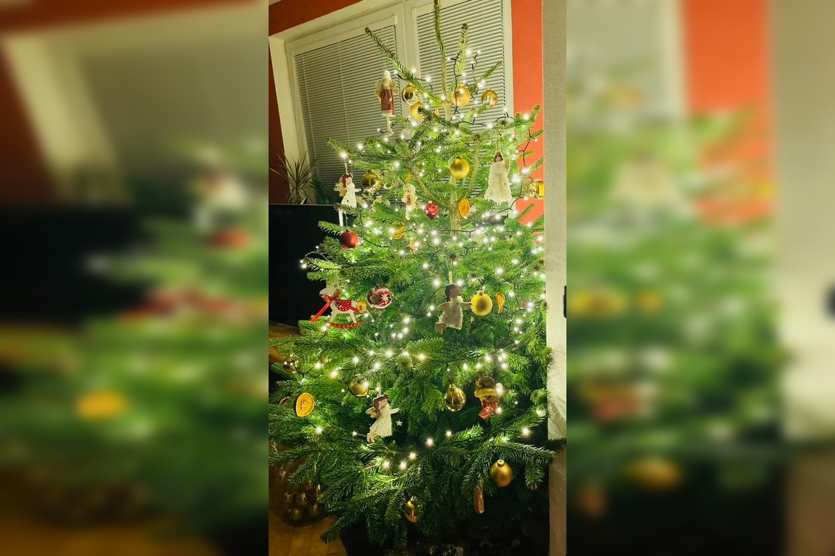 FOTO: Vianočné stromčeky Bratislavčanov, foto 8