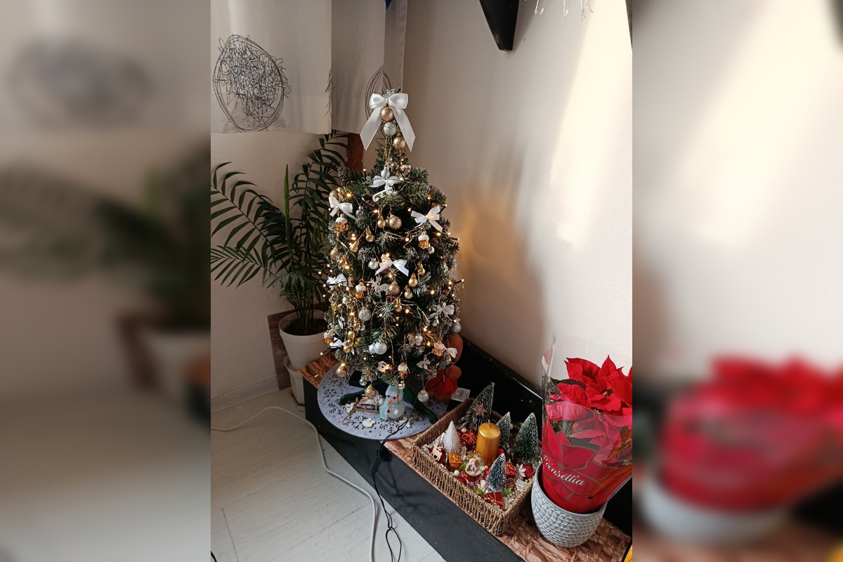 FOTO: Vianočné stromčeky Bratislavčanov, foto 18