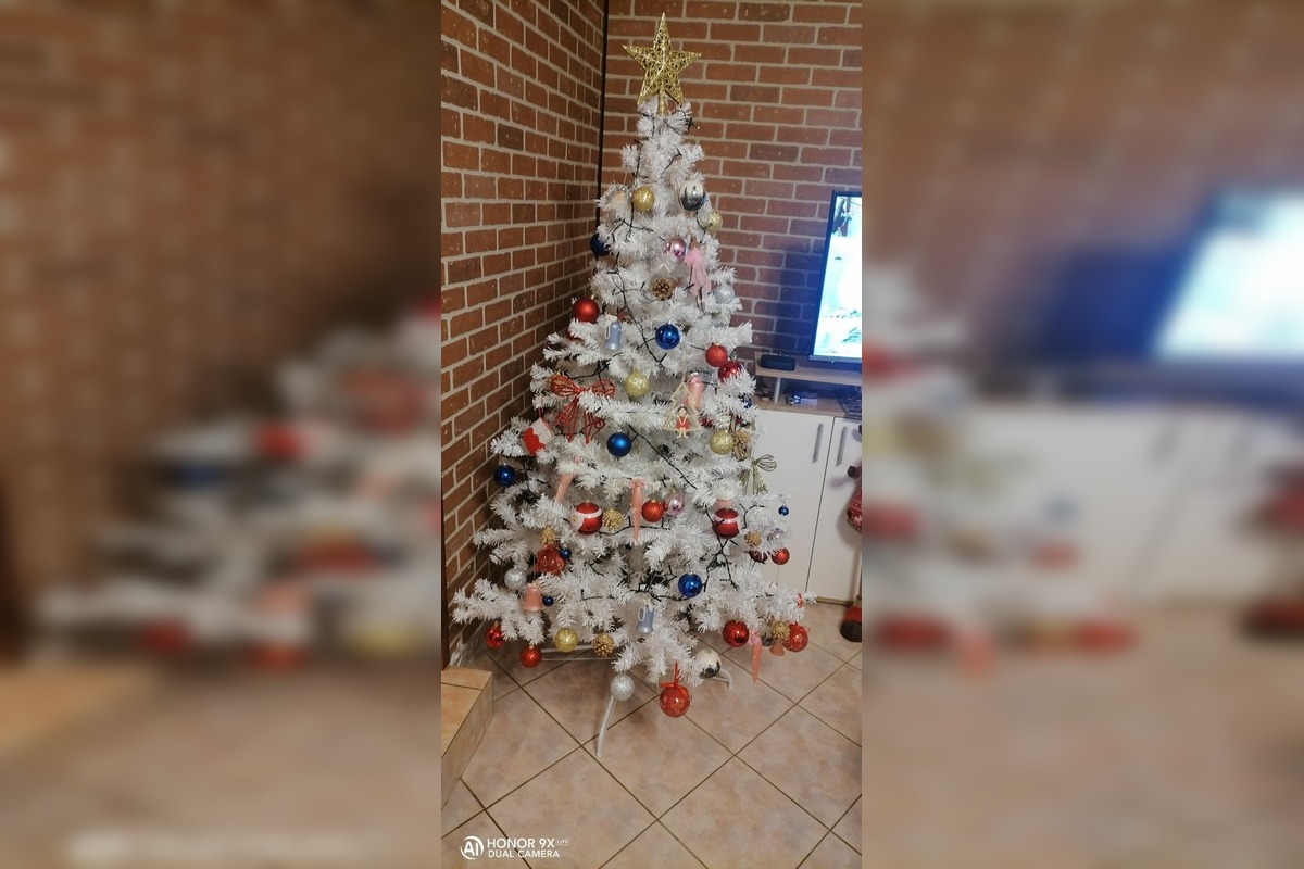 FOTO: Vianočné stromčeky Bratislavčanov, foto 22