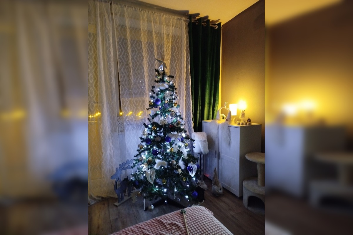 FOTO: Vianočné stromčeky Bratislavčanov, foto 32