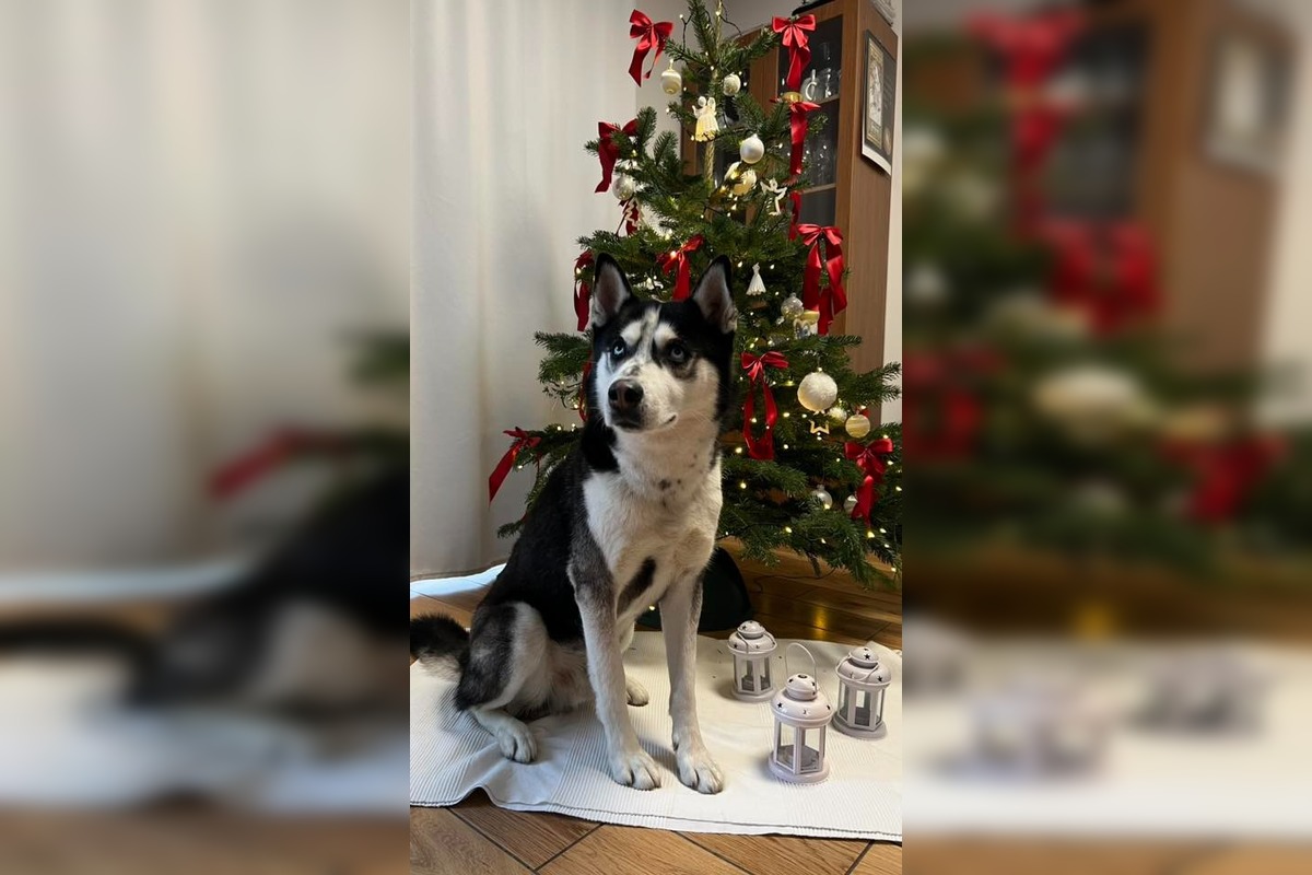 FOTO: Vianočné stromčeky Bratislavčanov, foto 34