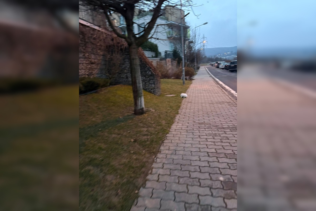 FOTO: Túlavý zajačik v Novom Meste, foto 4