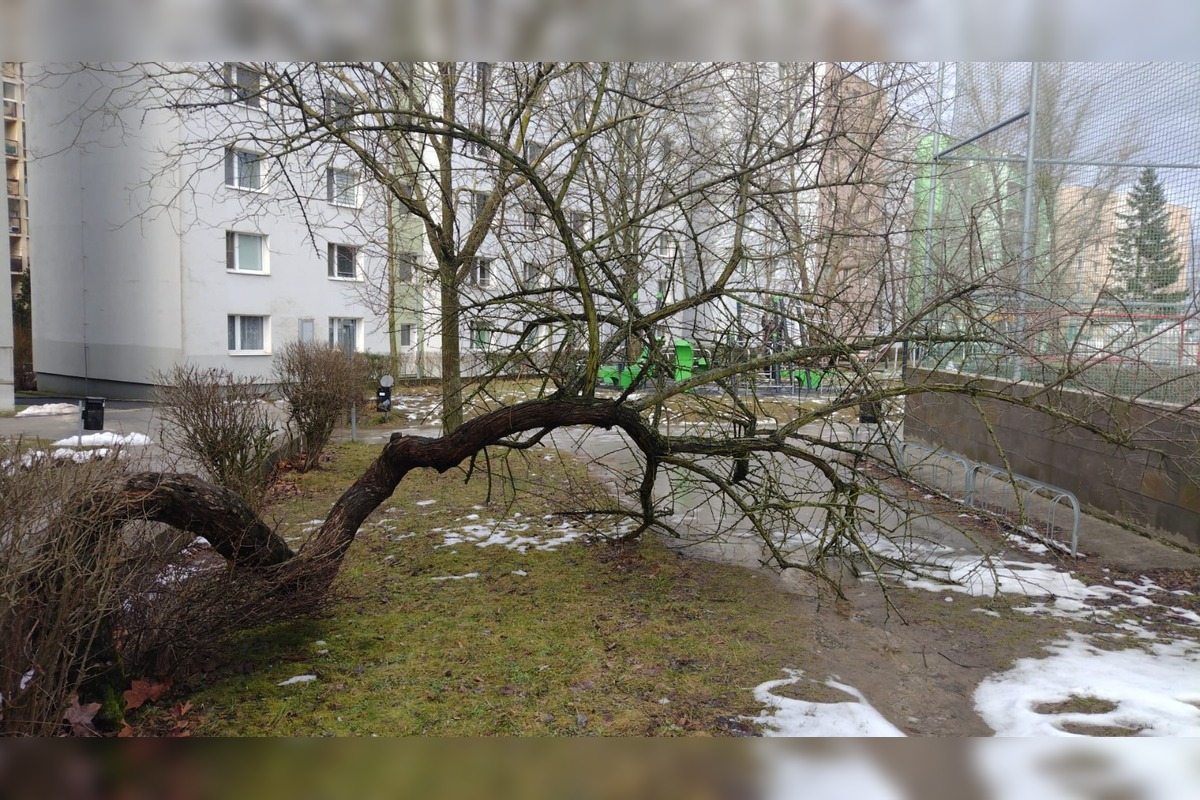 FOTO: Spadnuté stromy v Lamači, foto 1