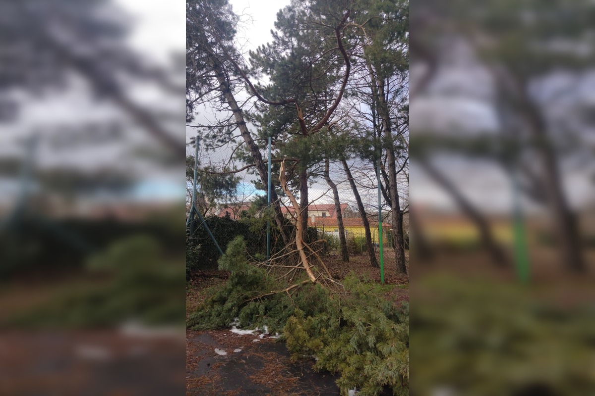 FOTO: Spadnuté stromy v Lamači, foto 2