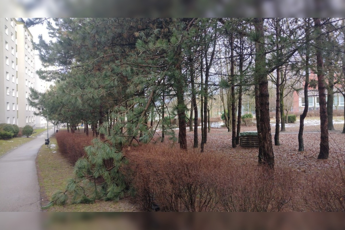 FOTO: Spadnuté stromy v Lamači, foto 3