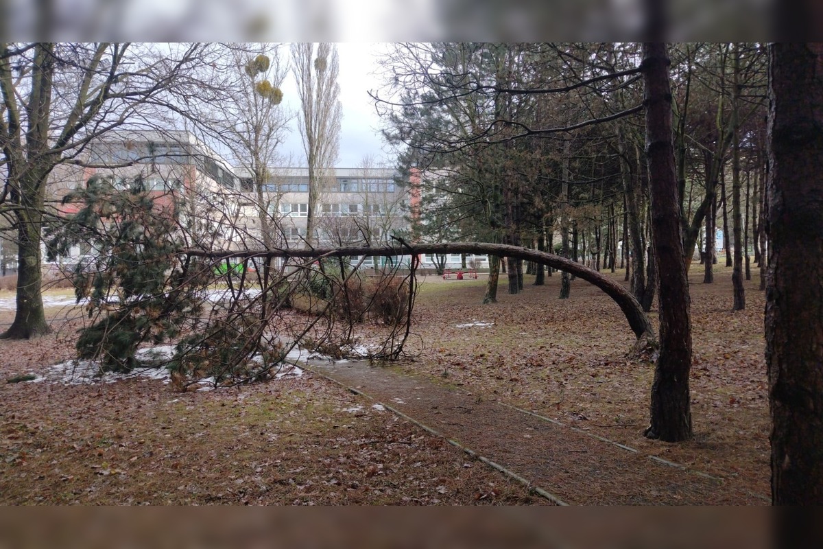 FOTO: Spadnuté stromy v Lamači, foto 4