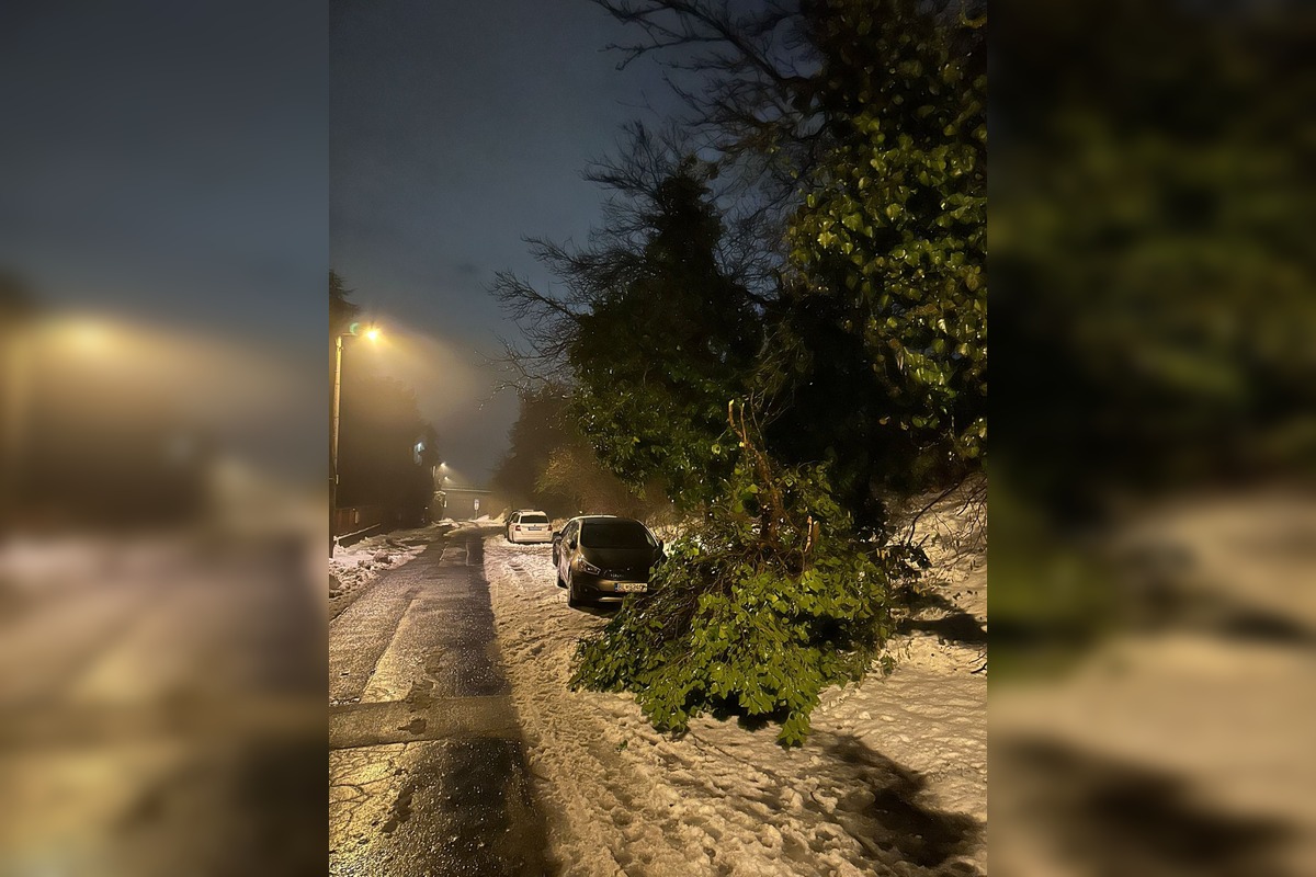 FOTO: Spadnuté stromy v Lamači, foto 5