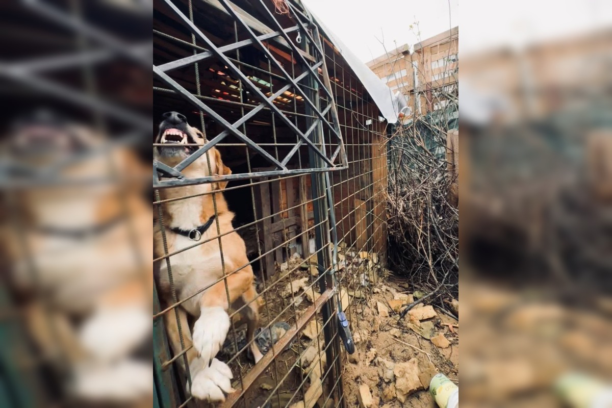 FOTO: Štátna veterinárna správa zasiahla proti chovateľke na Záhorí, foto 2