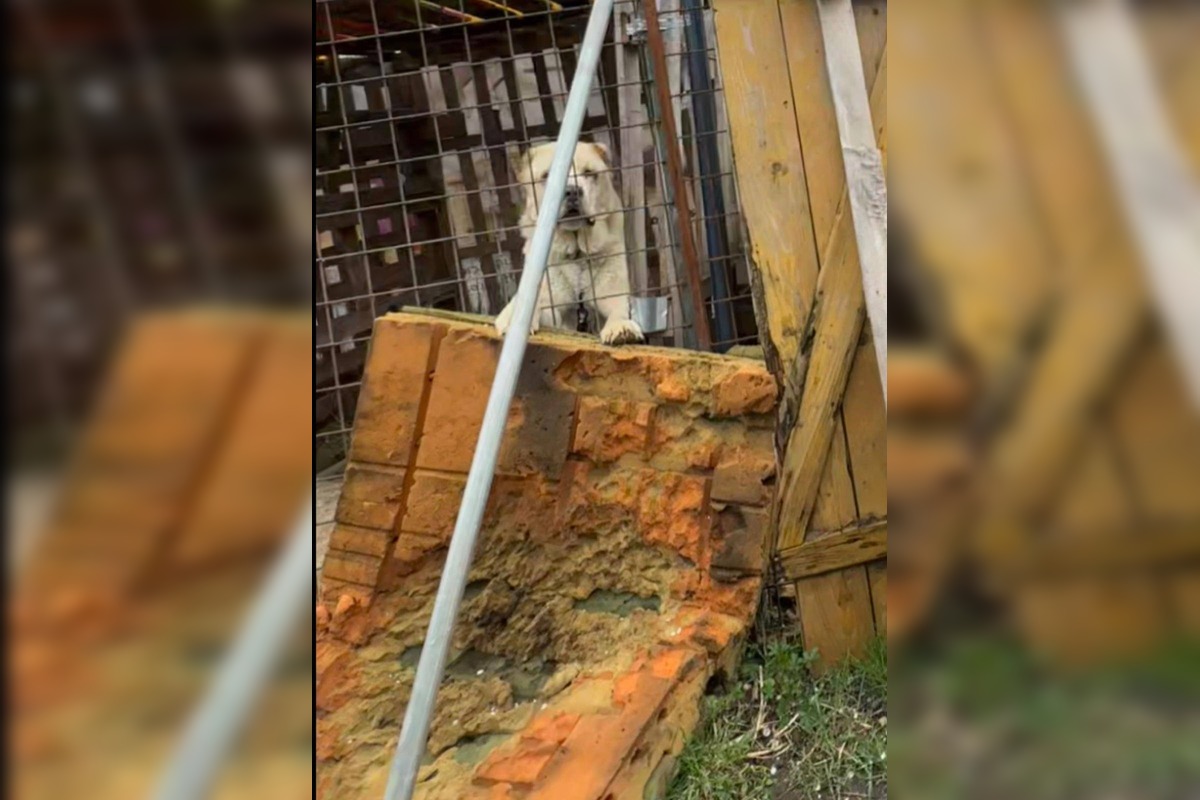 FOTO: Štátna veterinárna správa zasiahla proti chovateľke na Záhorí, foto 4