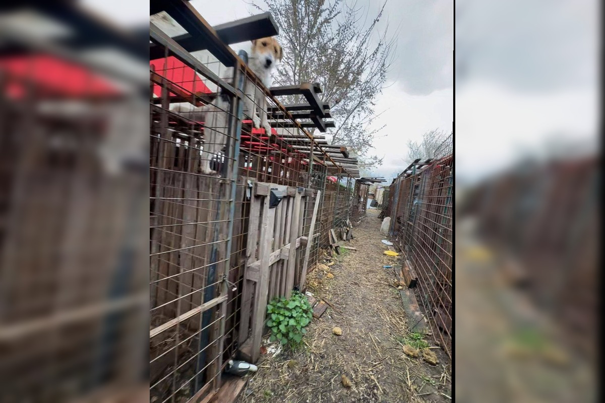 FOTO: Štátna veterinárna správa zasiahla proti chovateľke na Záhorí, foto 6