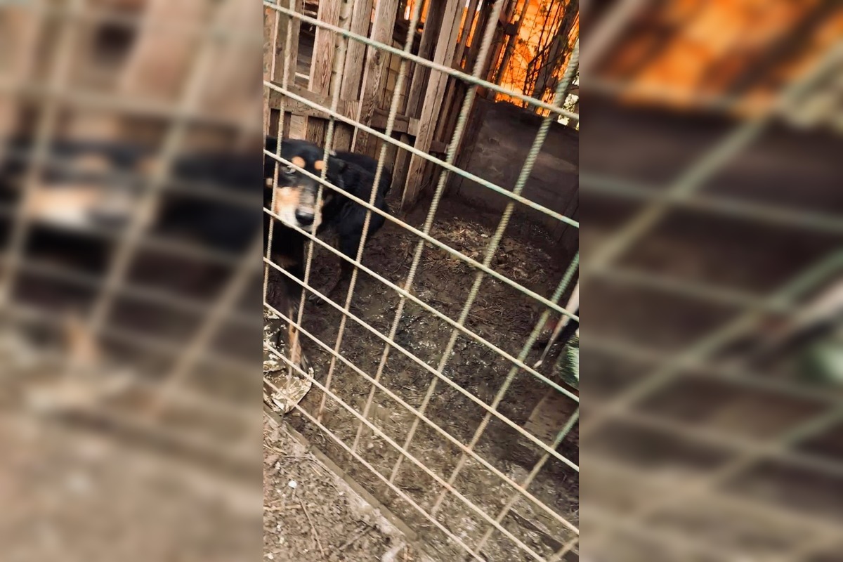 FOTO: Štátna veterinárna správa zasiahla proti chovateľke na Záhorí, foto 11