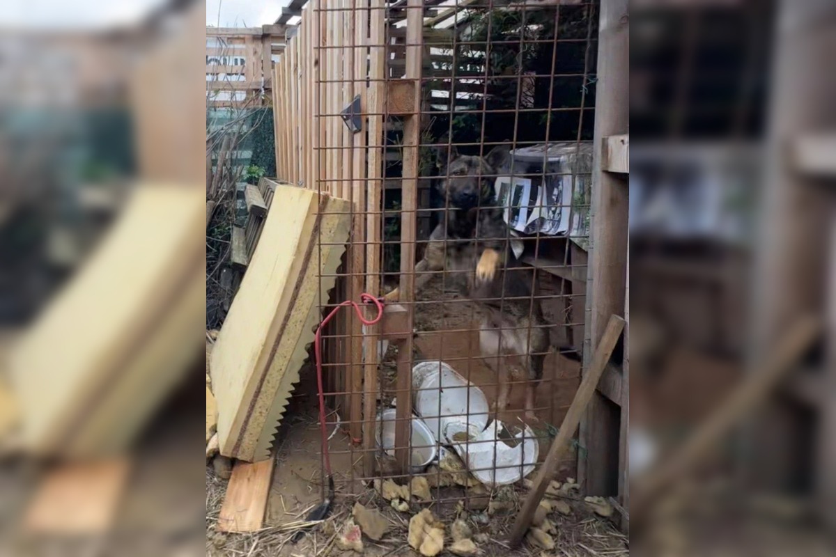 FOTO: Štátna veterinárna správa zasiahla proti chovateľke na Záhorí, foto 13