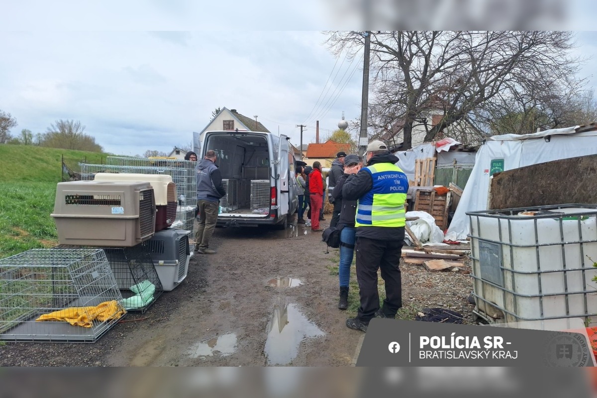 FOTO: Policajti ratovali týraných psov. V Záhorskej Vsi odoberali žene 56 psov osem hodín, foto 2