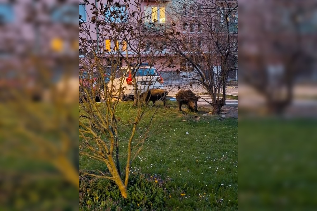 FOTO: VIDEO: V Rači si zvykajú na diviakov. Chodia im tam už aj do krčmy na pivo a cez cestu sa snažia chodiť po zebre, foto 1