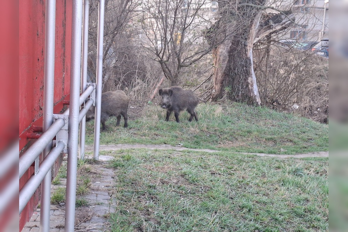 FOTO: VIDEO: V Rači si zvykajú na diviakov. Chodia im tam už aj do krčmy na pivo a cez cestu sa snažia chodiť po zebre, foto 2