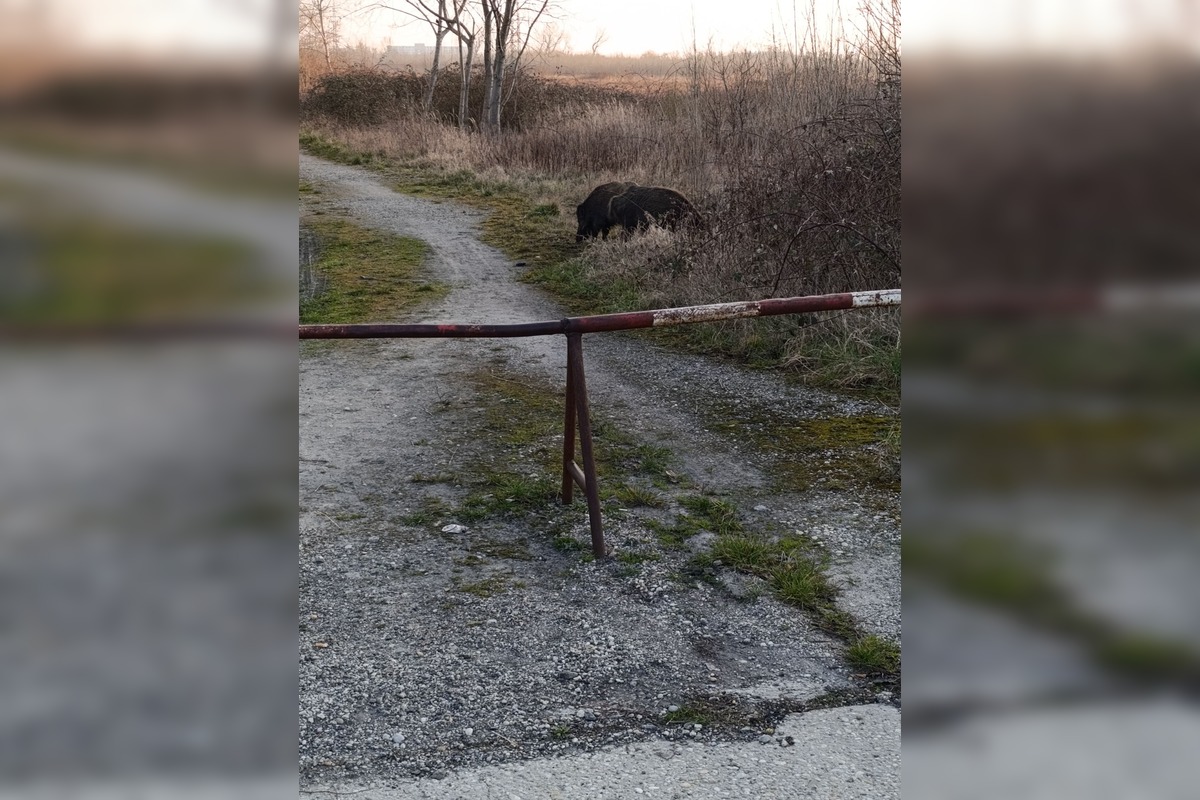 FOTO: VIDEO: V Rači si zvykajú na diviakov. Chodia im tam už aj do krčmy na pivo a cez cestu sa snažia chodiť po zebre, foto 3