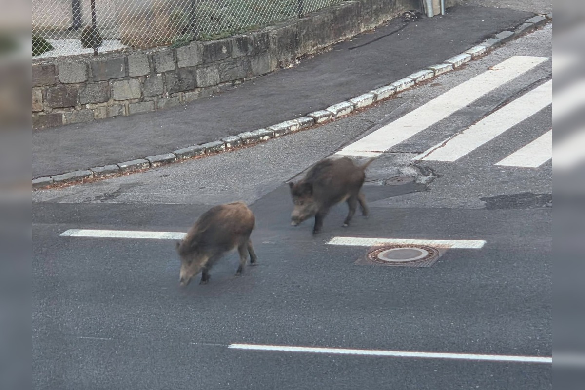 FOTO: VIDEO: V Rači si zvykajú na diviakov. Chodia im tam už aj do krčmy na pivo a cez cestu sa snažia chodiť po zebre, foto 4