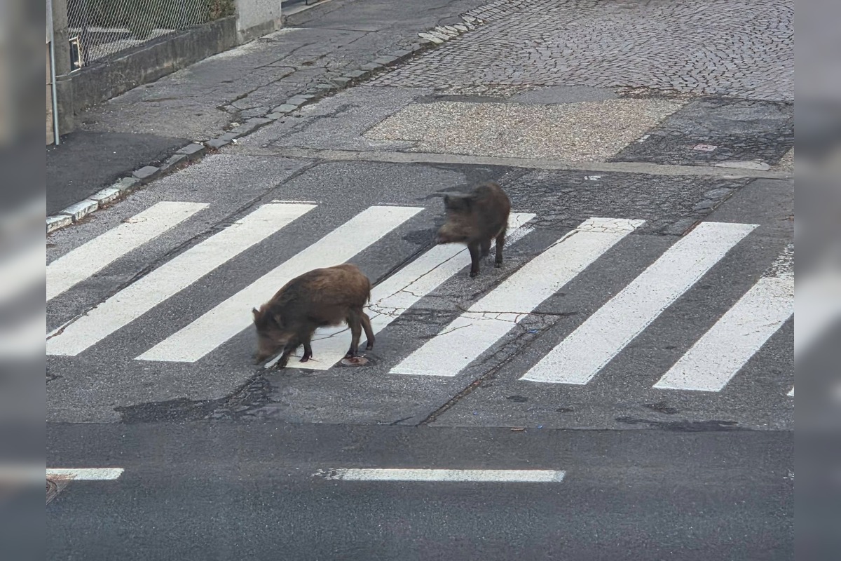 FOTO: VIDEO: V Rači si zvykajú na diviakov. Chodia im tam už aj do krčmy na pivo a cez cestu sa snažia chodiť po zebre, foto 5