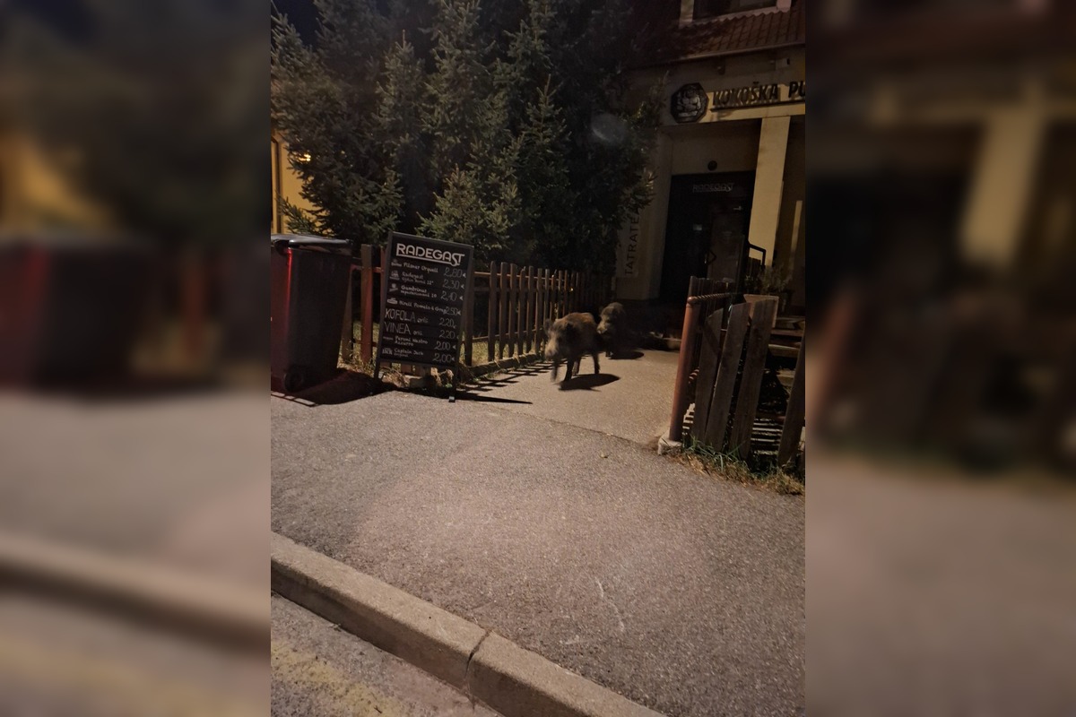FOTO: VIDEO: V Rači si zvykajú na diviakov. Chodia im tam už aj do krčmy na pivo a cez cestu sa snažia chodiť po zebre, foto 6