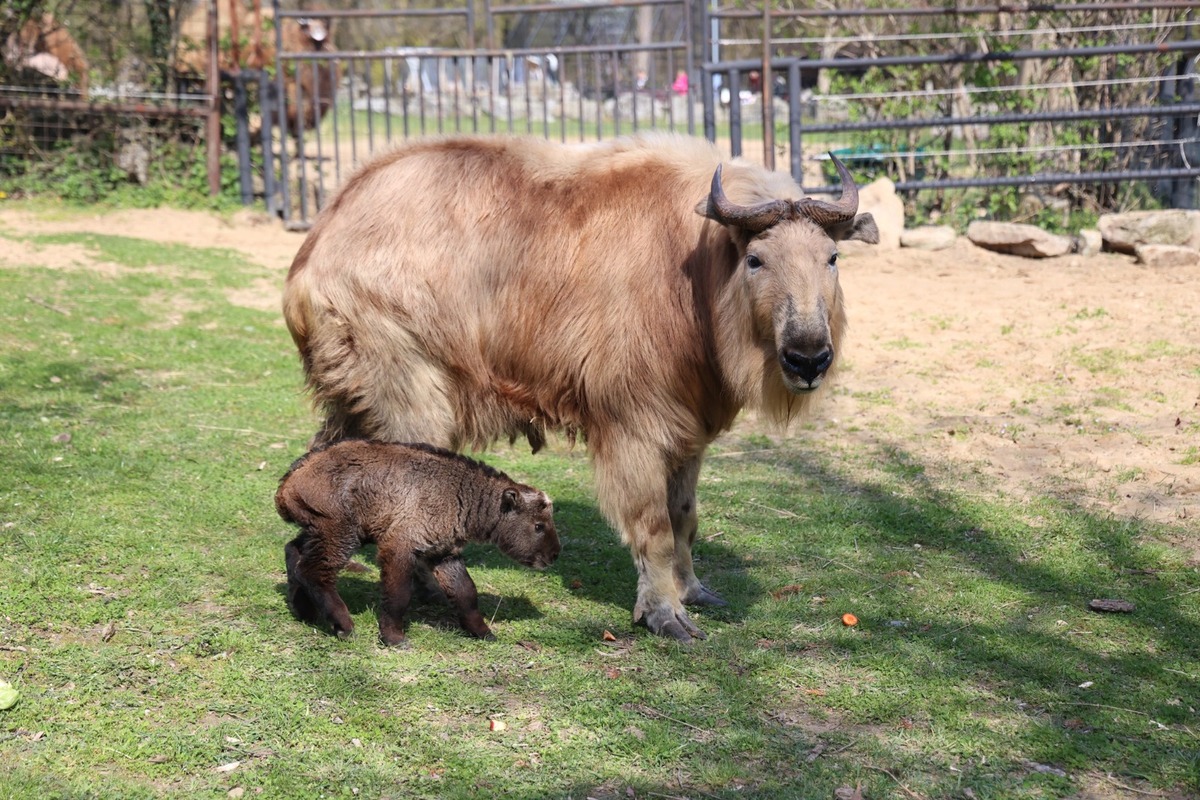 FOTO:  Vzácne mláďa takina zlatého v Zoo Bratislava, foto 1