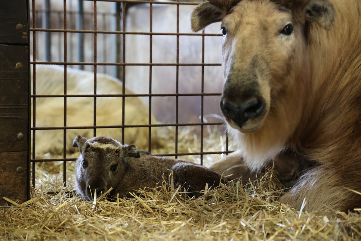 FOTO:  Vzácne mláďa takina zlatého v Zoo Bratislava, foto 2