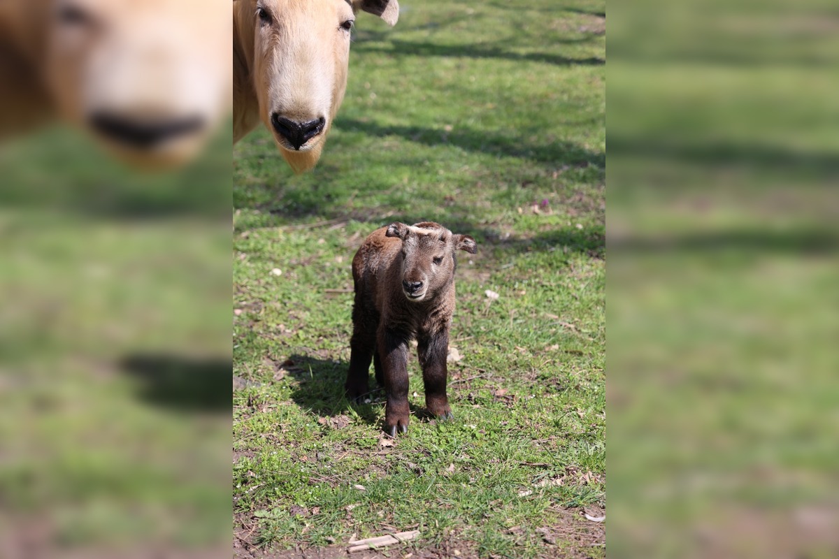 FOTO:  Vzácne mláďa takina zlatého v Zoo Bratislava, foto 3