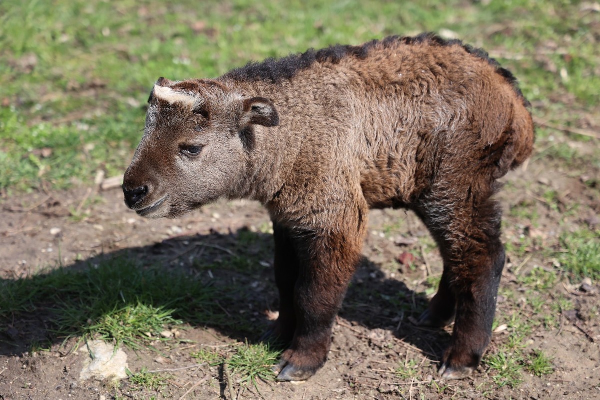 FOTO:  Vzácne mláďa takina zlatého v Zoo Bratislava, foto 4