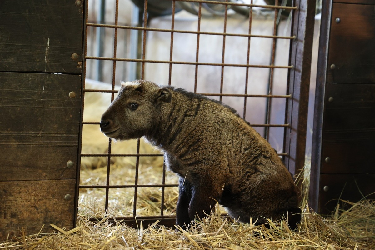 FOTO:  Vzácne mláďa takina zlatého v Zoo Bratislava, foto 5